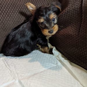 Meet your Posher, Gerald